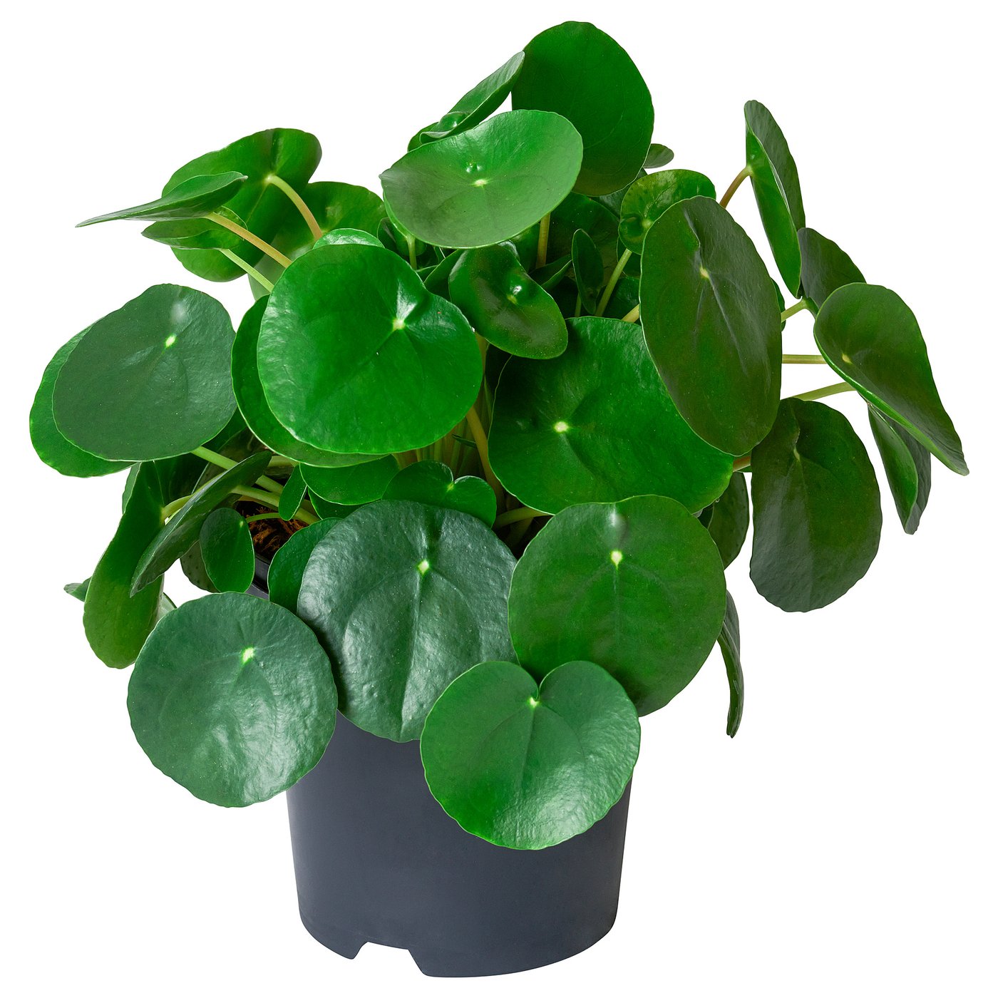 Pilea Интернет Магазин Растений